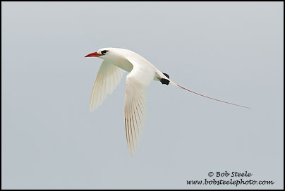Red-tailed Tropicbird (Phaethon rubricauda)