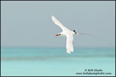 Red-tailed Tropicbird (Phaethon rubricauda)