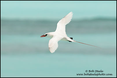 Red-tailed Tropicbird (Phaethon rubricauda)