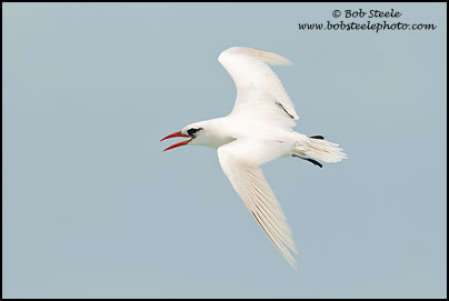 Red-tailed Tropicbird (Phaethon rubricauda)