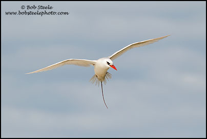 Red-tailed Tropicbird (Phaethon rubricauda)