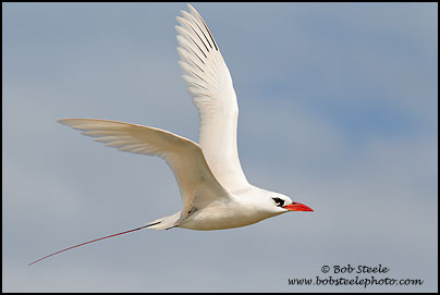 Red-tailed Tropicbird (Phaethon rubricauda)