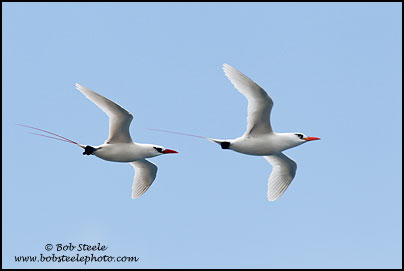 Red-tailed Tropicbird (Phaethon rubricauda)