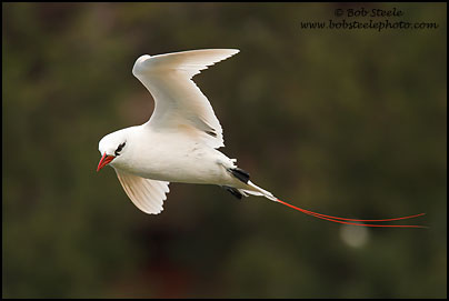Red-tailed Tropicbird (Phaethon rubricauda)