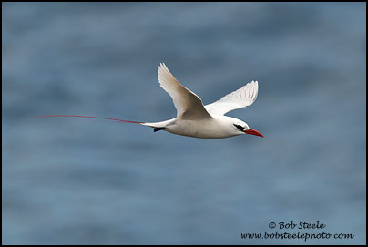 Red-tailed Tropicbird (Phaethon rubricauda)