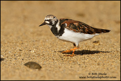 Ruddy Turnstone (Arenaria interpres)
