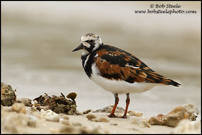 Ruddy Turnstone (Arenaria interpres)