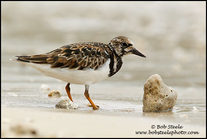 Ruddy Turnstone (Arenaria interpres)