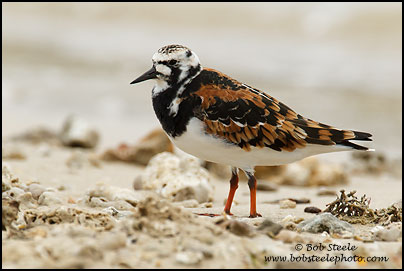 Ruddy Turnstone (Arenaria interpres)