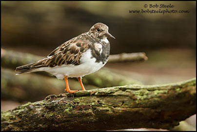 Ruddy Turnstone (Arenaria interpres)