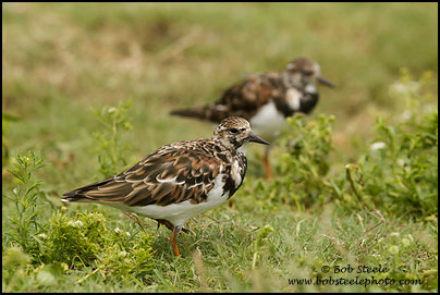 Ruddy Turnstone (Arenaria interpres)