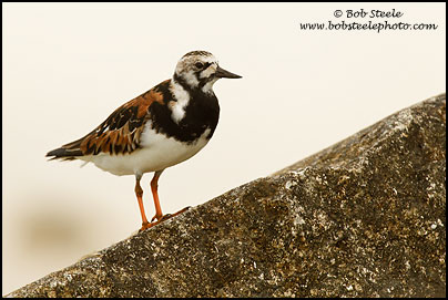 Ruddy Turnstone (Arenaria interpres)