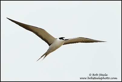 Sooty Tern (Onychoprion fuscatus)