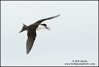 Sooty Tern (Onychoprion fuscatus)