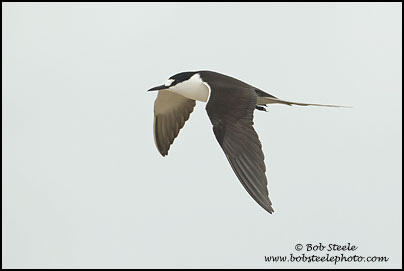 Sooty Tern (Onychoprion fuscatus)