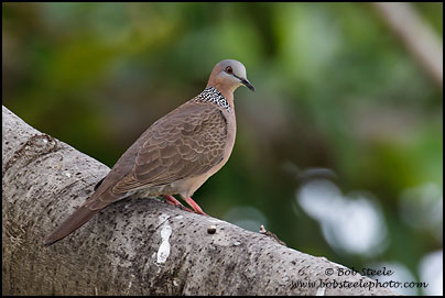 Spotted Dove (Spilopelia chinensis)