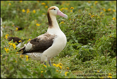 Short-tailed Albatross (Phoebastria albatrus)