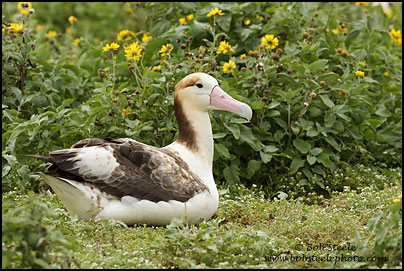 Short-tailed Albatross (Phoebastria albatrus)