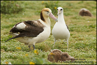 Short-tailed Albatross (Phoebastria albatrus)