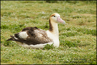 Short-tailed Albatross (Phoebastria albatrus)