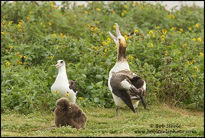 Short-tailed Albatross (Phoebastria albatrus)