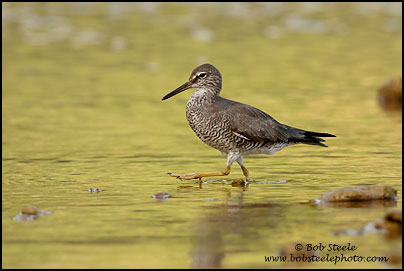 Wandering Tattler (Heteroscelus incanus)