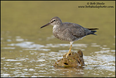 Wandering Tattler (Heteroscelus incanus)