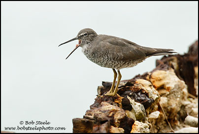 Wandering Tattler (Heteroscelus incanus)