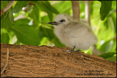 White Tern (Gygis alba)