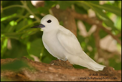 White Tern (Gygis alba)