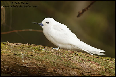 White Tern (Gygis alba)