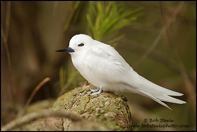 White Tern (Gygis alba)