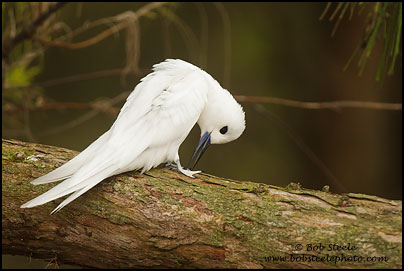 White Tern (Gygis alba)
