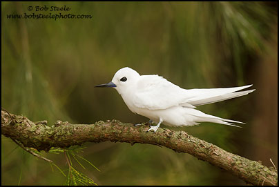 White Tern (Gygis alba)