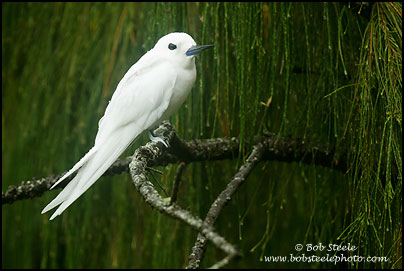 White Tern (Gygis alba)
