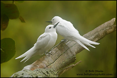 White Tern (Gygis alba)