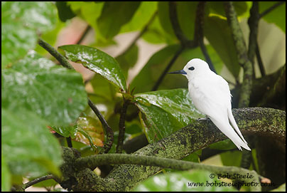 White Tern (Gygis alba)