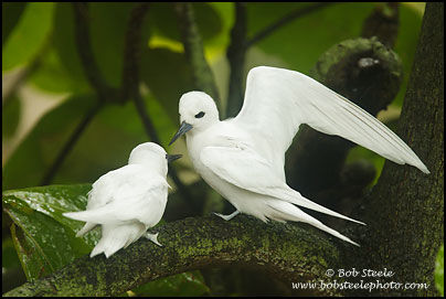 White Tern (Gygis alba)