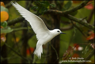 White Tern (Gygis alba)
