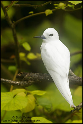 White Tern (Gygis alba)