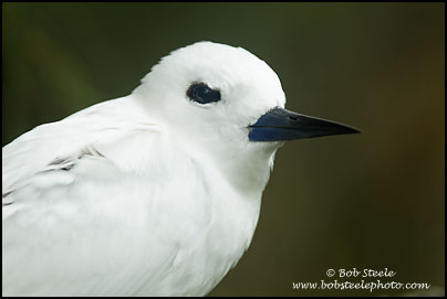 White Tern (Gygis alba)