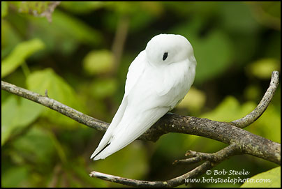 White Tern (Gygis alba)