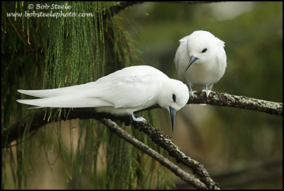 White Tern (Gygis alba)