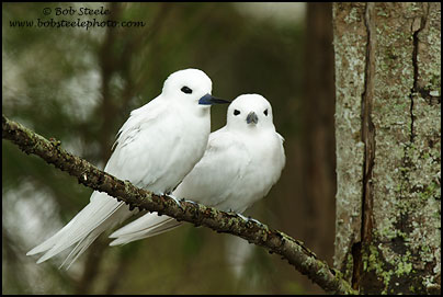 White Tern (Gygis alba)