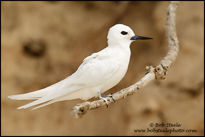 White Tern (Gygis alba)