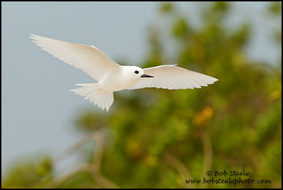 White Tern (Gygis alba)