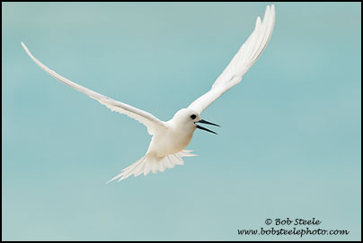 White Tern (Gygis alba)