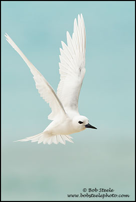 White Tern (Gygis alba)