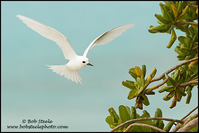 White Tern (Gygis alba)