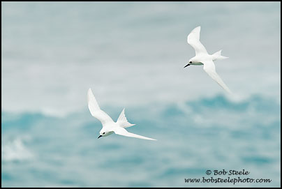White Tern (Gygis alba)